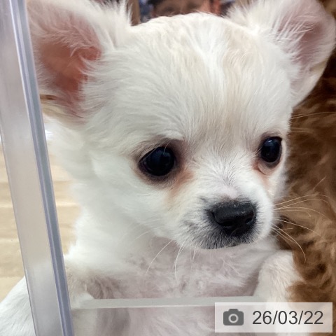 宮崎県のチワワ(ロング) (ペットプラス 宮崎店/2026年1月13日生まれ/女の子/クリームホワイト)の子犬の4枚目の画像