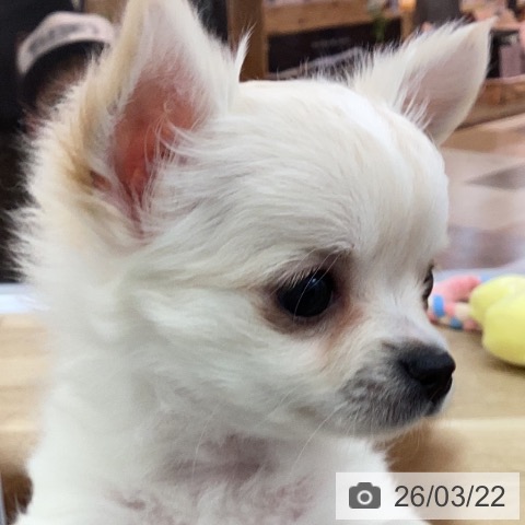 宮崎県のチワワ(ロング) (ペットプラス 宮崎店/2026年1月13日生まれ/女の子/クリームホワイト)の子犬の3枚目の画像