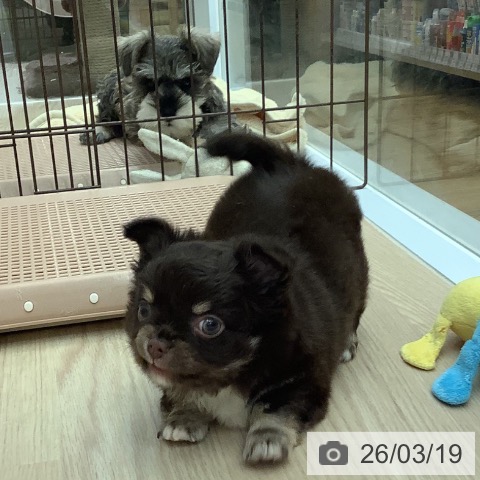 沖縄県のチワワ(ロング) (ペットプラス 南風原店/2026年1月14日生まれ/男の子/チョコレートタンホワイト)の子犬の4枚目の画像