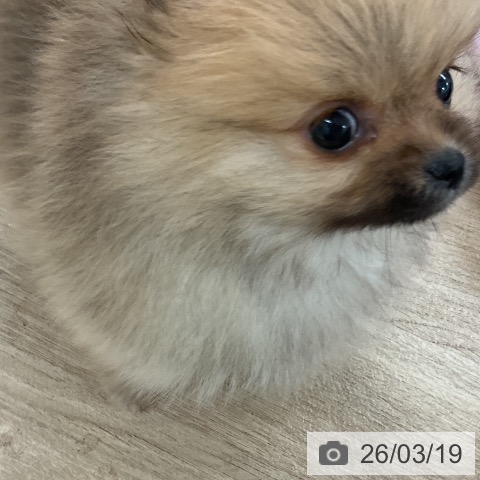 ポメラニアンの写真
