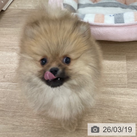 ポメラニアンの写真