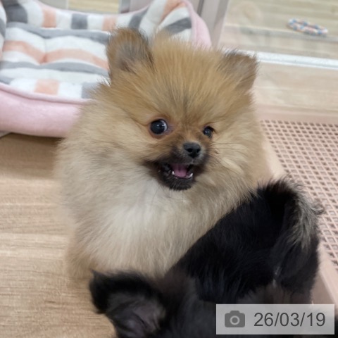 ポメラニアンの写真