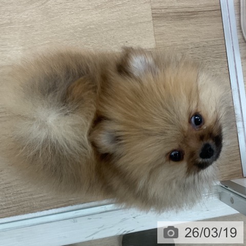 ポメラニアンの写真