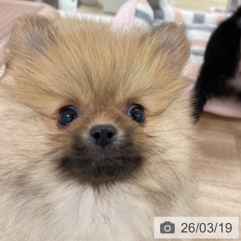 ポメラニアンの写真
