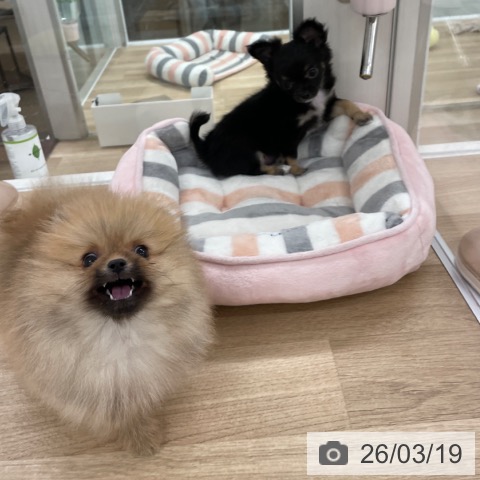 ポメラニアンの写真