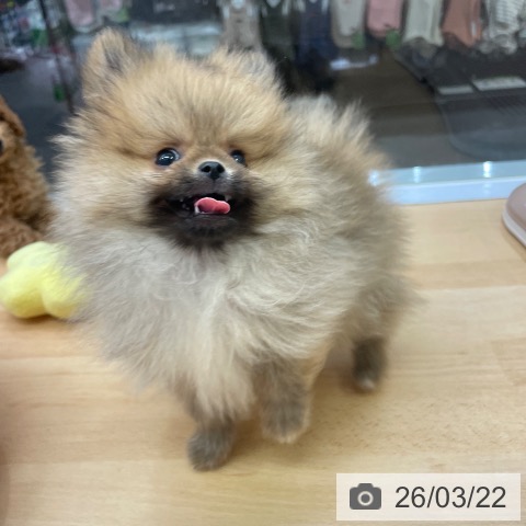 福岡県のポメラニアン (ペットプラス MARK IS 福岡ももち店/2026年1月11日生まれ/男の子/オレンジ)の子犬の4枚目の画像