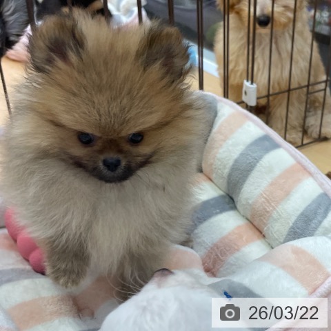 福岡県のポメラニアン (ペットプラス MARK IS 福岡ももち店/2026年1月11日生まれ/男の子/オレンジ)の子犬の3枚目の画像