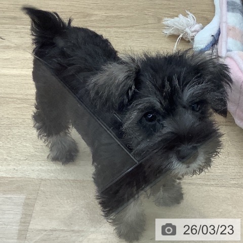 千葉県のミニチュアシュナウザー (ペットプラス 船橋店/2026年1月8日生まれ/女の子/ソルトペッパー)の子犬の4枚目の画像