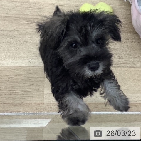 千葉県のミニチュアシュナウザー (ペットプラス 船橋店/2026年1月8日生まれ/女の子/ソルトペッパー)の子犬の3枚目の画像