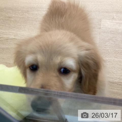 カニーンヘン・ダックスフンドの写真