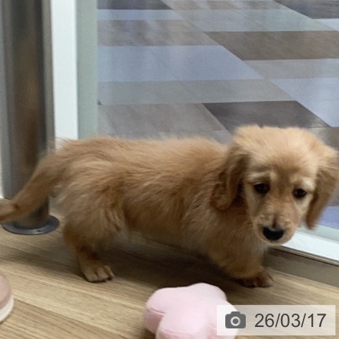 カニーンヘン・ダックスフンドの写真