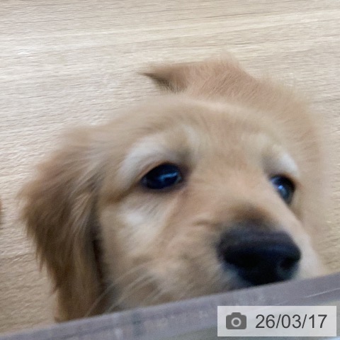 カニーンヘン・ダックスフンドの写真