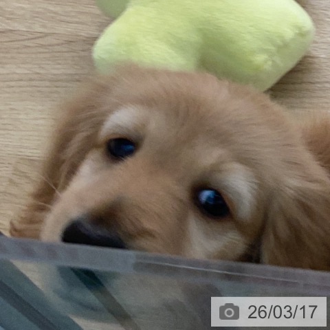 カニーンヘン・ダックスフンドの写真