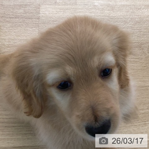 カニーンヘン・ダックスフンドの写真