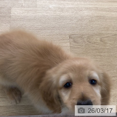 カニーンヘン・ダックスフンドの写真