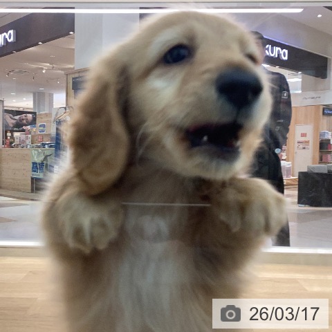 カニーンヘン・ダックスフンドの写真