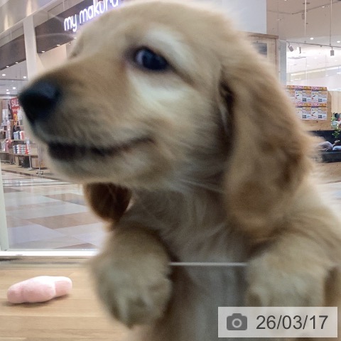 カニーンヘン・ダックスフンドの写真