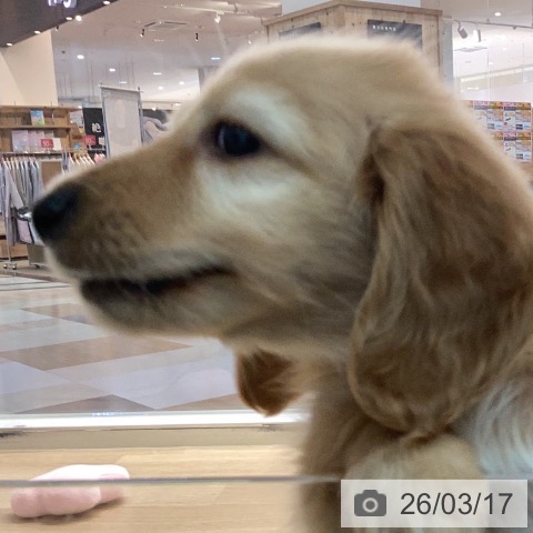 カニーンヘン・ダックスフンドの写真