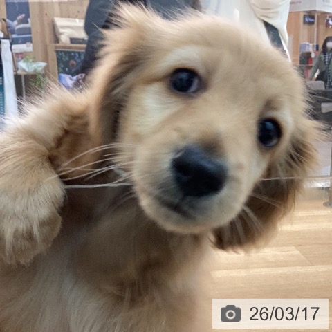 カニーンヘン・ダックスフンドの写真