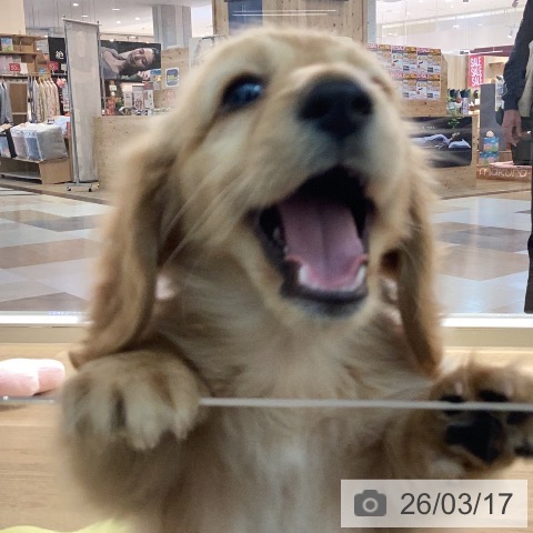 カニーンヘン・ダックスフンドの写真