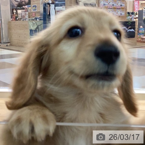 カニーンヘン・ダックスフンドの写真