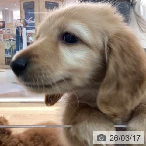 カニーンヘン・ダックスフンドの写真