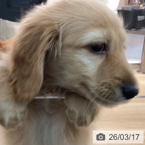 カニーンヘン・ダックスフンドの写真