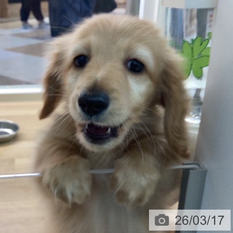 カニーンヘン・ダックスフンドの写真