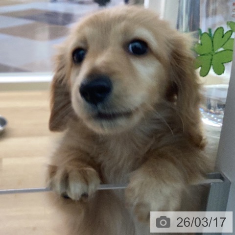 カニーンヘン・ダックスフンドの写真