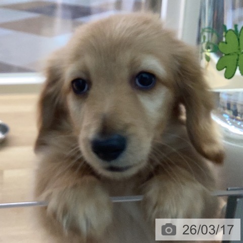 カニーンヘン・ダックスフンドの写真