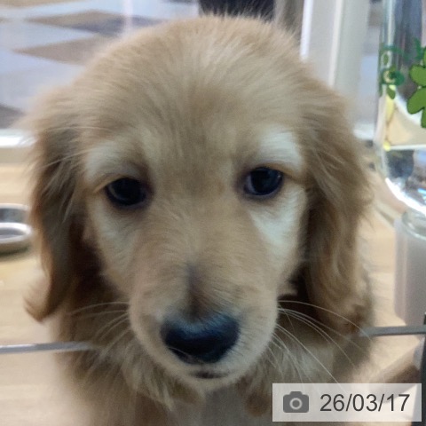 カニーンヘン・ダックスフンドの写真