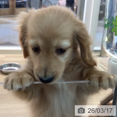 カニーンヘン・ダックスフンドの写真