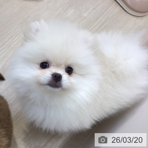沖縄県のポメラニアン (ペットプラス 沖縄ライカム店/2026年1月14日生まれ/女の子/ホワイト)の子犬の4枚目の画像