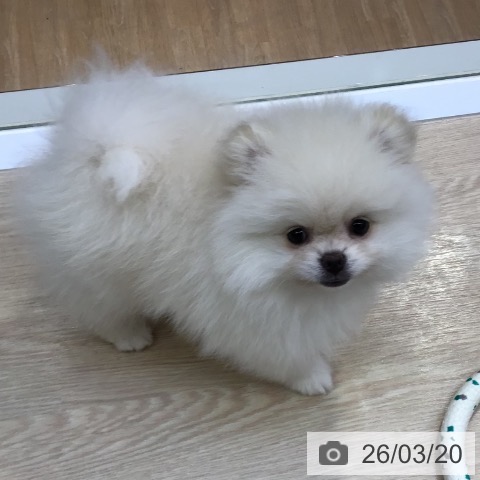 沖縄県のポメラニアン (ペットプラス 沖縄ライカム店/2026年1月14日生まれ/女の子/ホワイト)の子犬の3枚目の画像