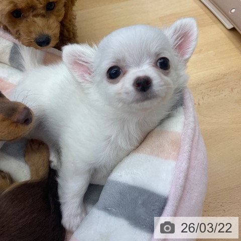 福岡県のチワワ(ロング) (ペットプラス MARK IS 福岡ももち店/2026年1月15日生まれ/男の子/ホワイトクリーム)の子犬の4枚目の画像