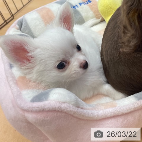 福岡県のチワワ(ロング) (ペットプラス MARK IS 福岡ももち店/2026年1月15日生まれ/男の子/ホワイトクリーム)の子犬の3枚目の画像