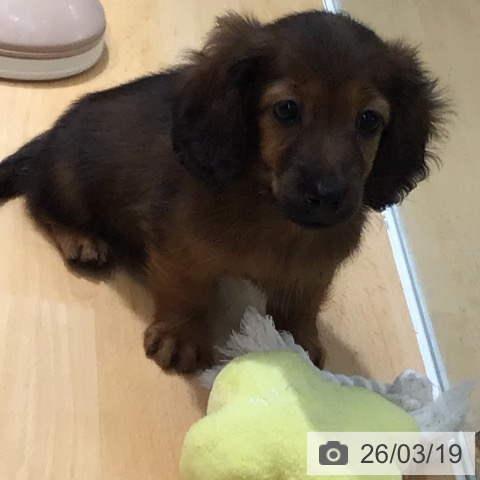 カニーンヘン・ダックスフンドの写真