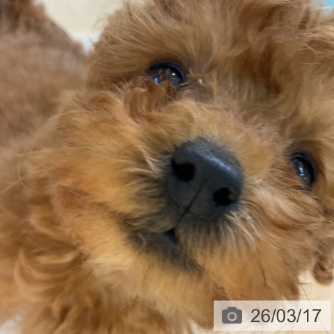 トイ・プードルの写真