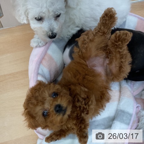 トイ・プードルの写真