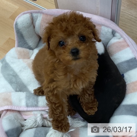 トイ・プードルの写真