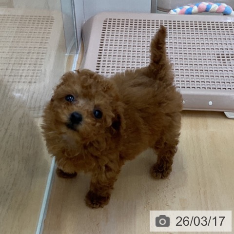 トイ・プードルの写真