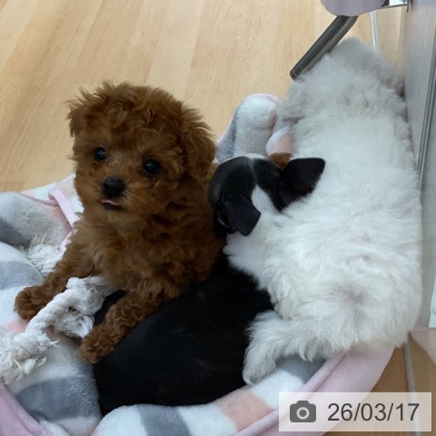 トイ・プードルの写真