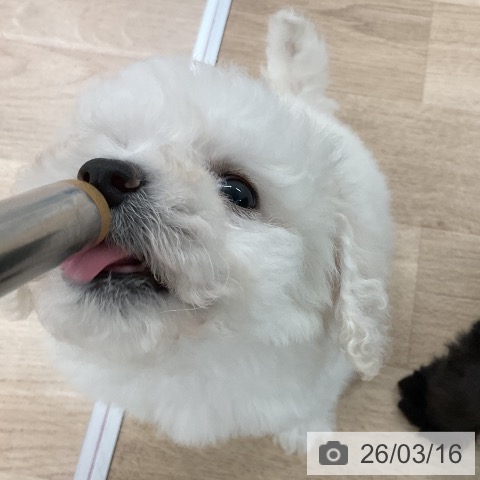 ビション・フリーゼの写真