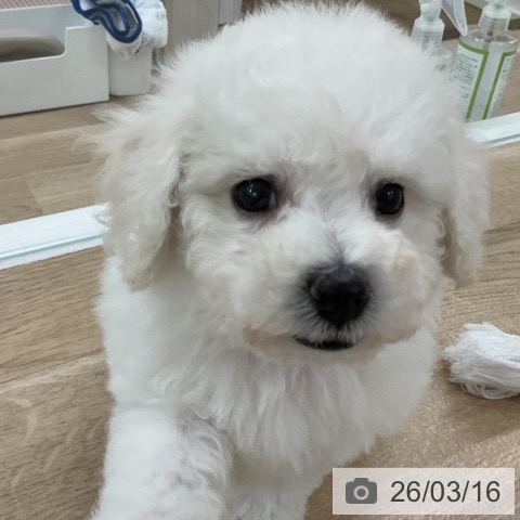 ビション・フリーゼの写真