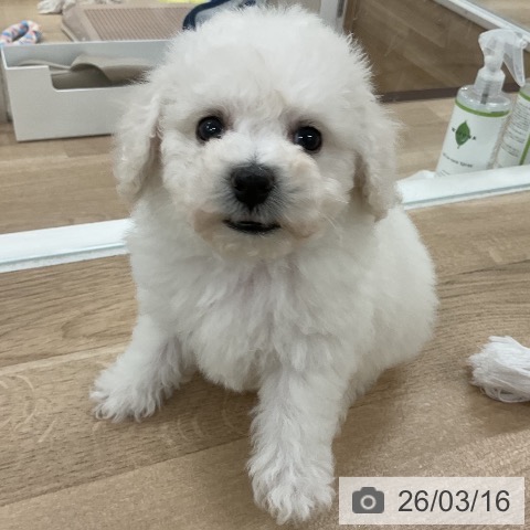 ビション・フリーゼの写真