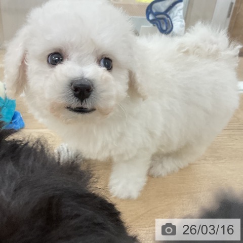 ビション・フリーゼの写真