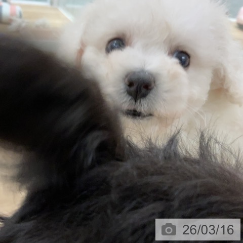 ビション・フリーゼの写真