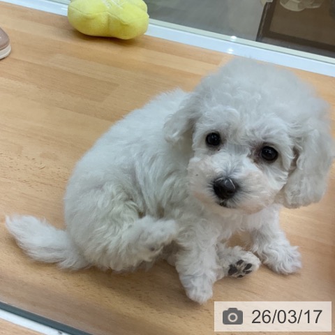 ビション・フリーゼの写真