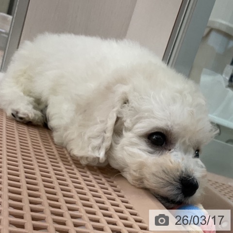 ビション・フリーゼの写真