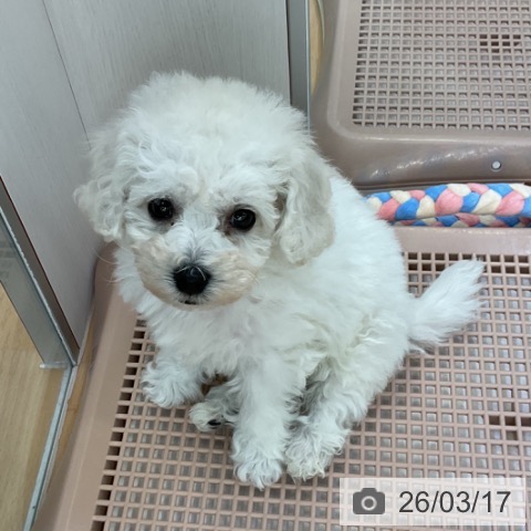 ビション・フリーゼの写真